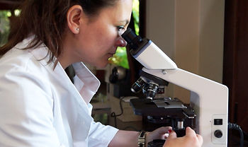 Dr. Catalina Fernández de Ana Portela in weißem Laborkittel sitzt an Mikroskop und blickt durch Okular
