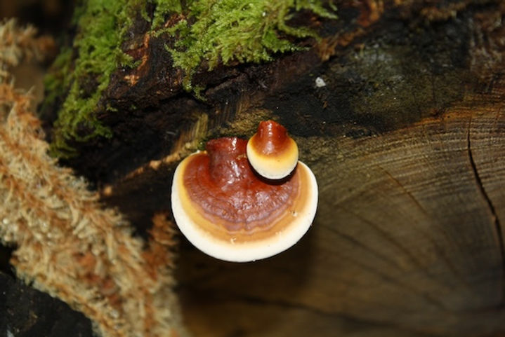 Zwei Pilze mit braun-weißen Hüten wachsen an einem Baumstamm, umgeben von Moos