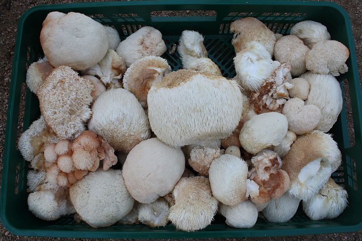 Korb mit verschiedenen kugeligen und bärtigen Pilzen