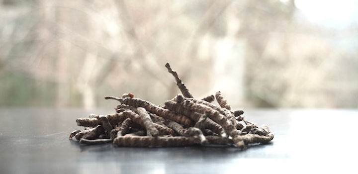 Haufen getrockneter Pilze auf einer glatten Oberfläche