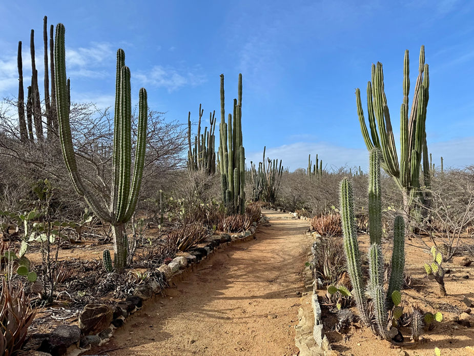 Weg durch eine karge Landschaft mit hohen Säulenkakteen und niedrigen Sträuchern unter blauem Himmel