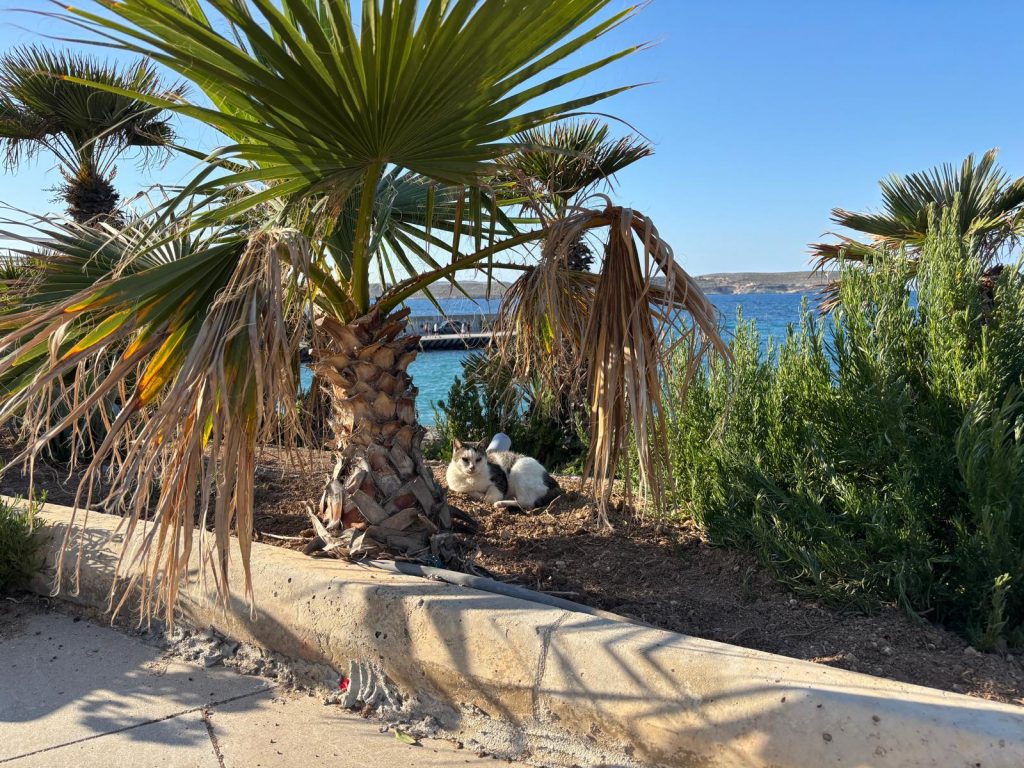 Katze auf Malta