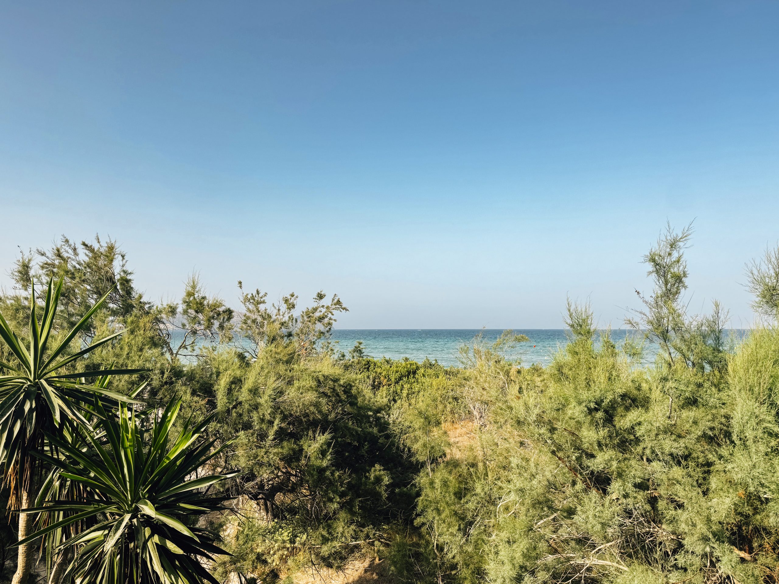 Meerblick durchs Grün