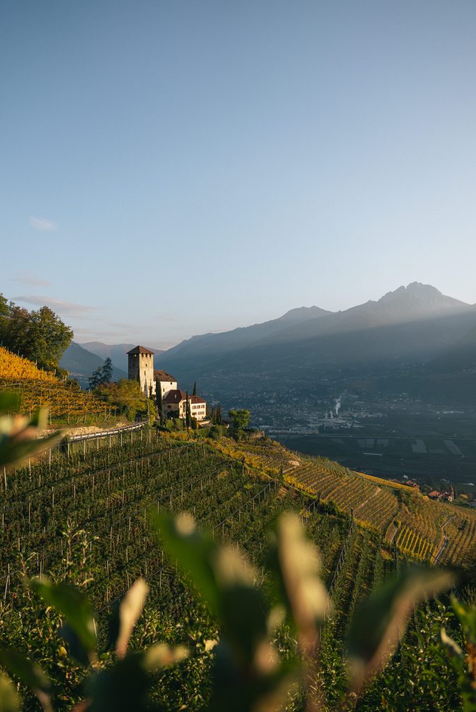 Weinberg auf einem Hügel mit einem Turm und Häusern im Hintergrund vor Berglandschaft unter klarem Himmel