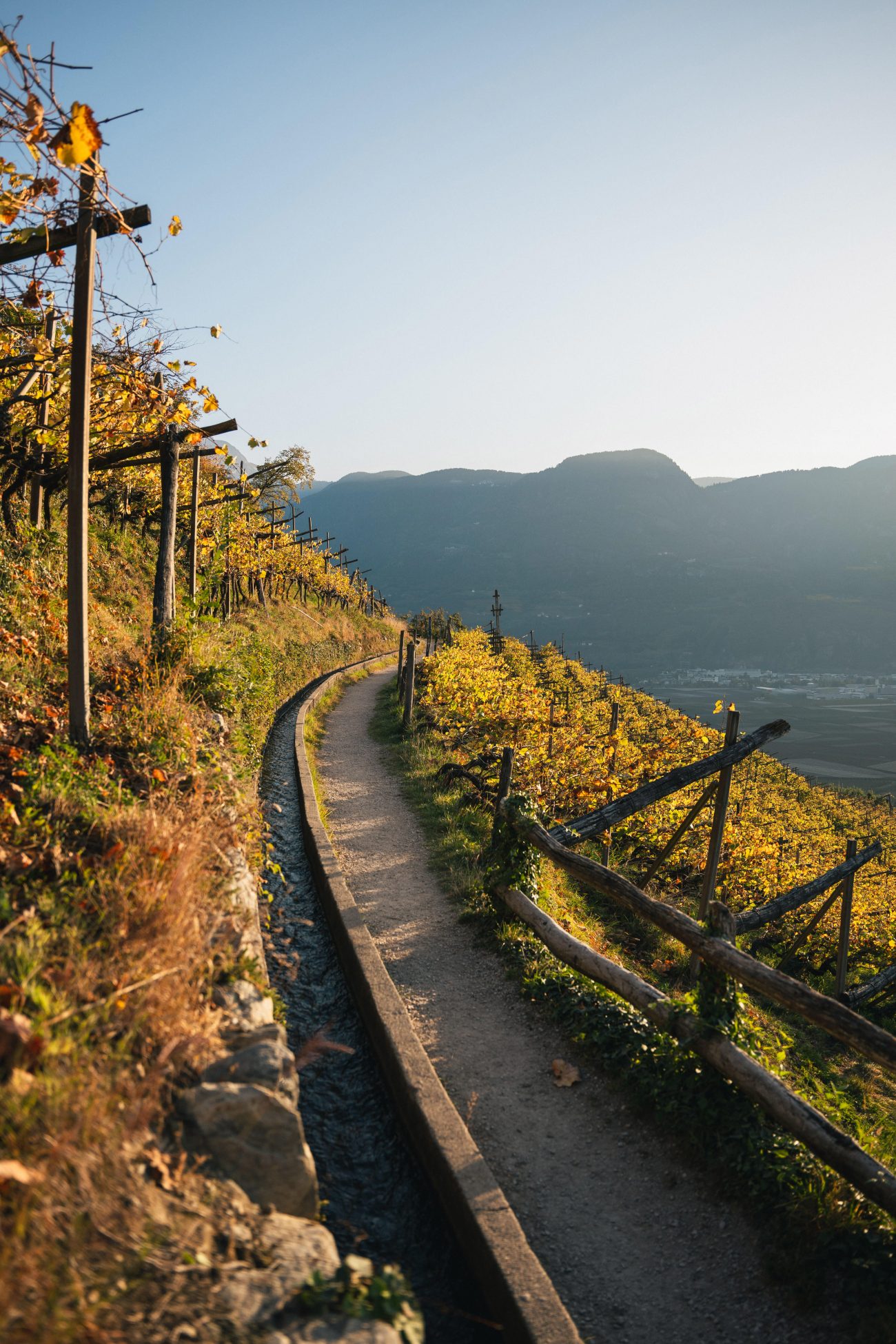 Schmaler Weg führt durch herbstlich gefärbte Weinberge mit Holzzäunen und Bergen im Hintergrund