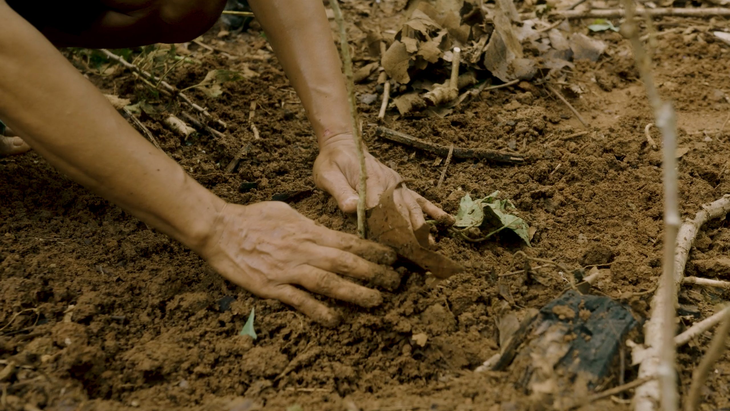 Hände pflanzen einen jungen Baum in die Erde, Indonesien